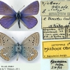 polyommatus thersites rjabovi tabl